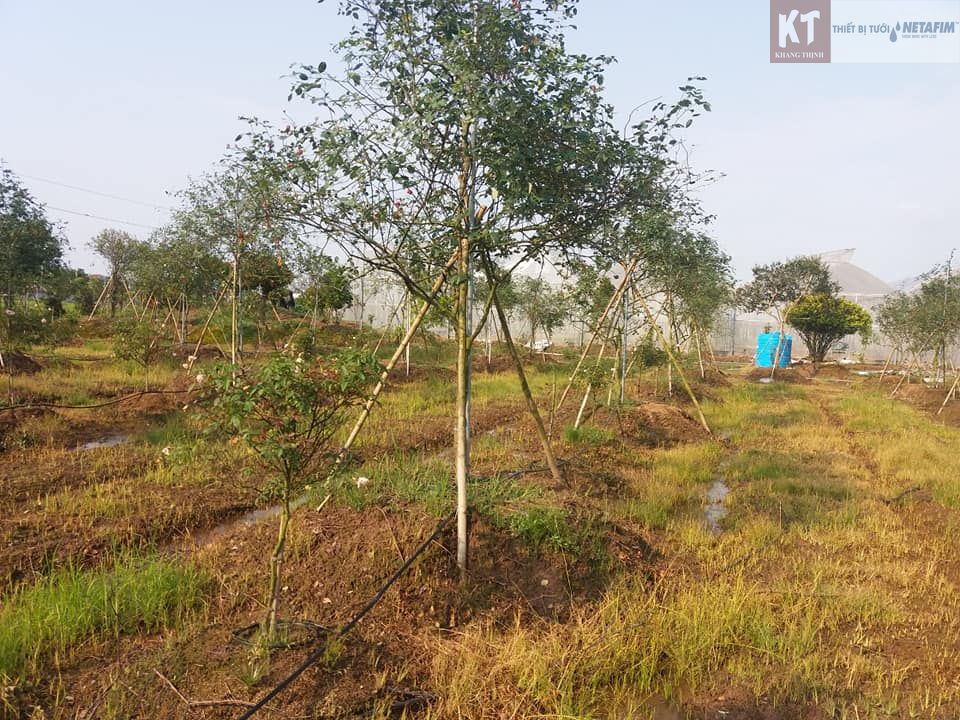Hệ thống tưới nhỏ giọt Netafim ở Gia Lai – 0269 3886679