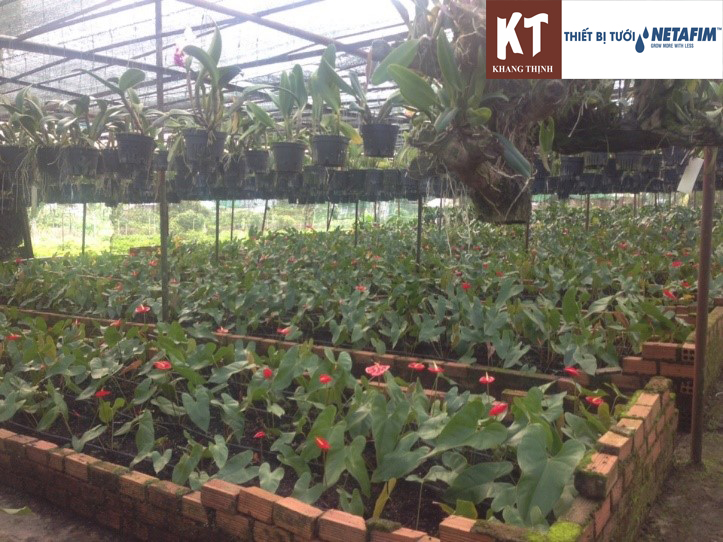 Hệ thống tưới nhỏ giọt Netafim ở Khánh Hòa – 0258 385 9425