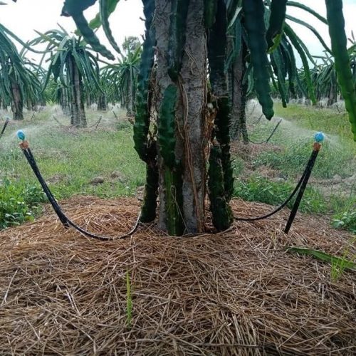 Vòi tưới phun tia (tưới tại gốc) Vibronet SD