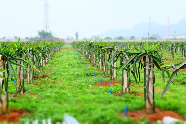 Chi phí đầu tư cho nền nông nghiệp công nghệ cao Israel không đắt như mọi người vẫn nghĩ.