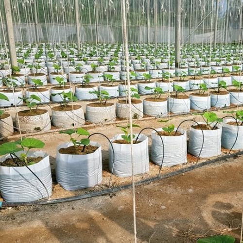 Đầu nhỏ giọt bù áp chống rò rỉ PCJ Driper