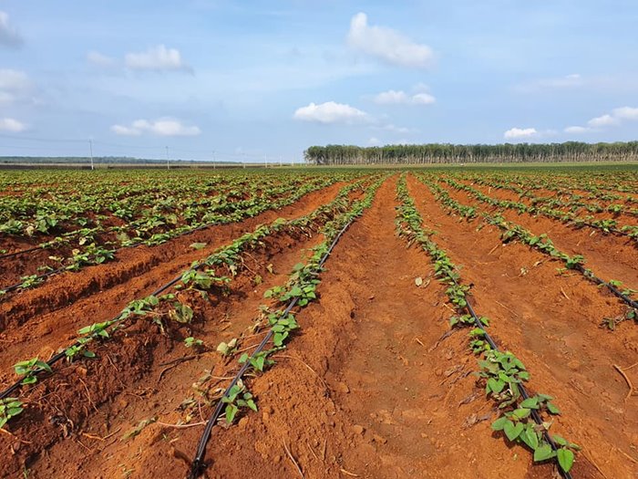 Những vấn đề cần lưu ý khi lắp đặt hệ thống tưới cho khoai lang