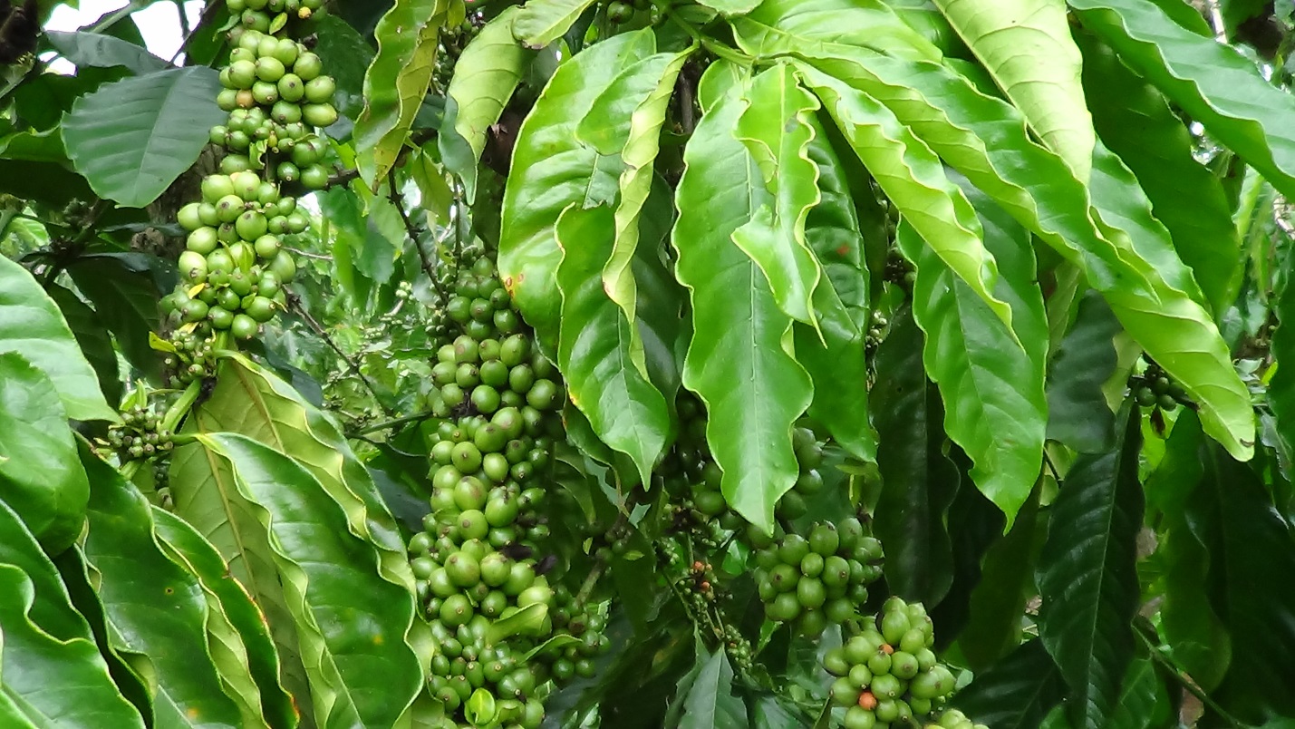 Chuyển Giao Công Nghệ Tưới Tiết Kiệm Cho Cây Cà Phê