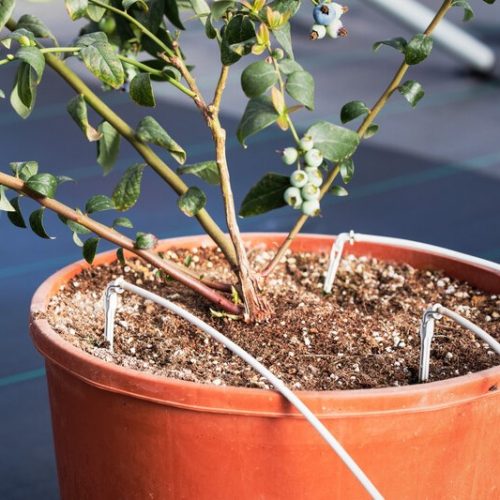 Đầu tưới cây nhỏ giọt mũi tên Arrow Dripper
