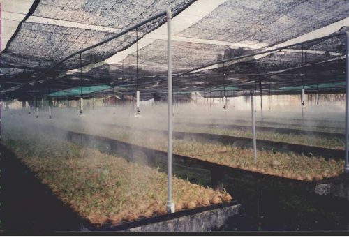 Vòi tưới phun sương Coolnet 4 miệng phun