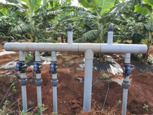 Giải pháp tưới nhỏ giọt cho cây chuối xuất khẩu