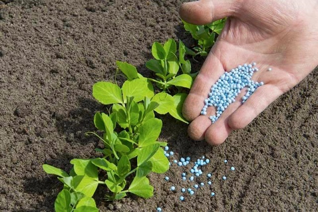 Phân bón vô cơ vào đất chưa được cây trồng sử dụng ?