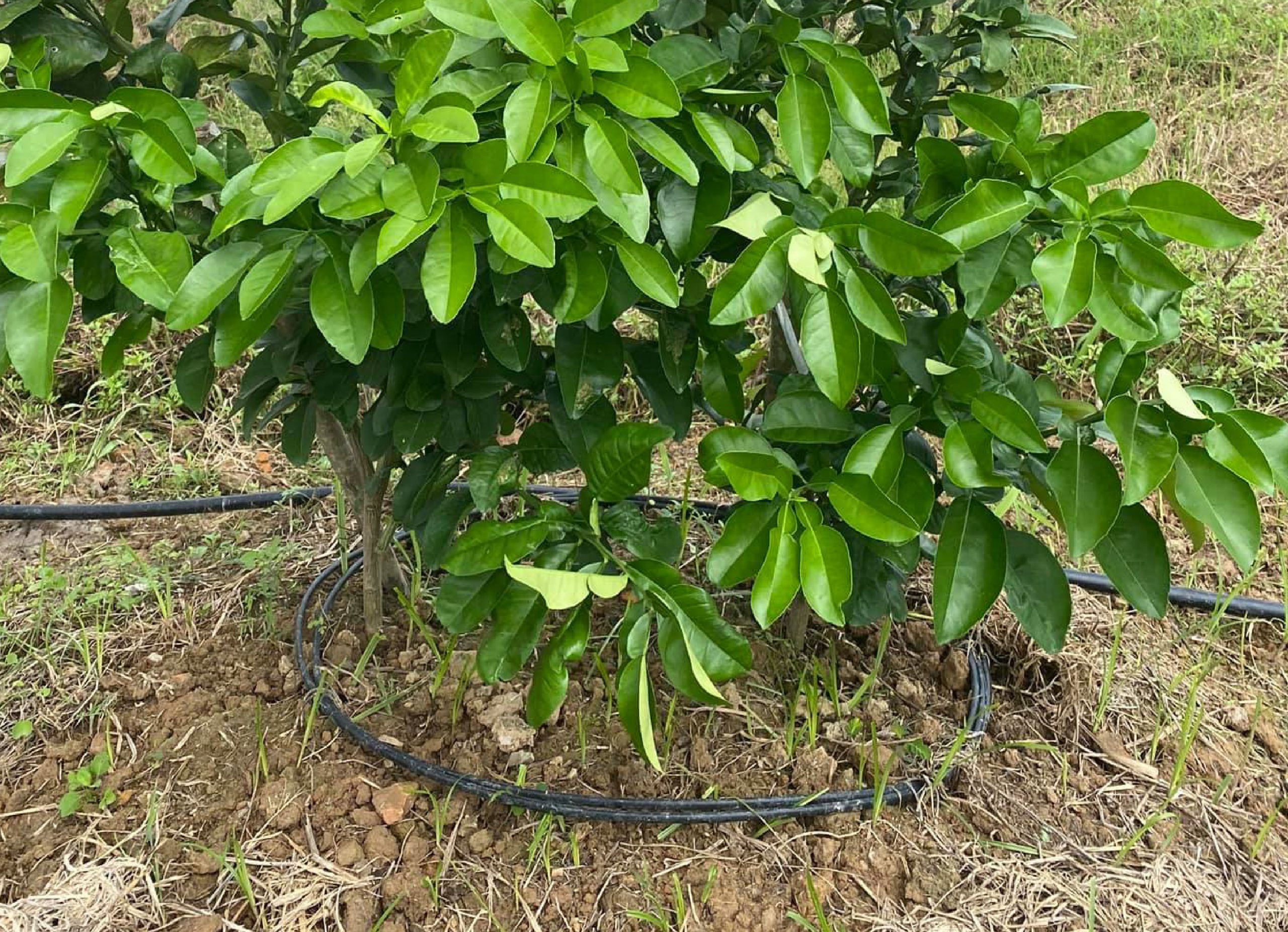 Các phương pháp tưới cho cây bưởi
