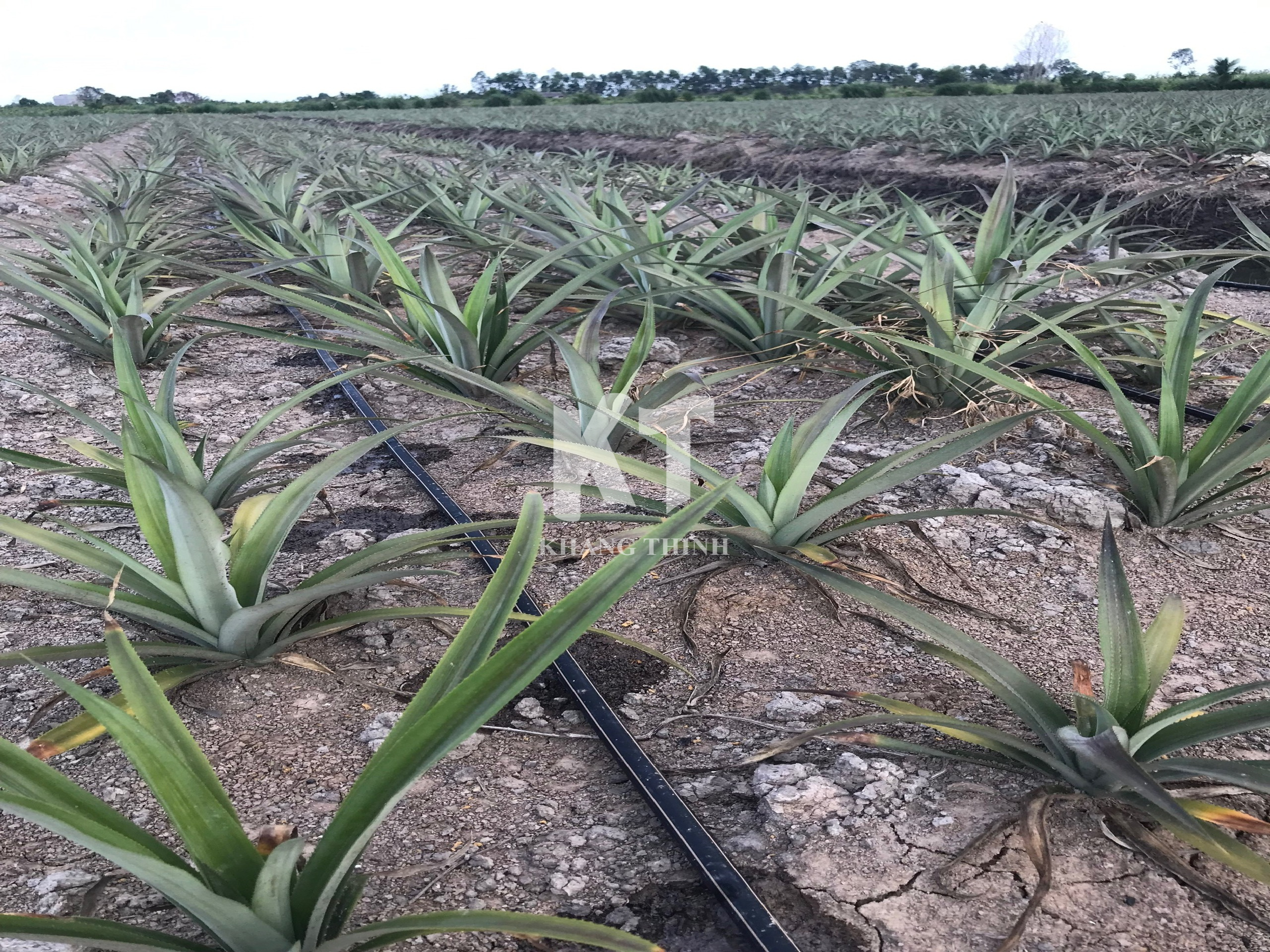 Hệ Thống Tưới Nhỏ Giọt Cho Cây Dứa (Khóm) - Long An