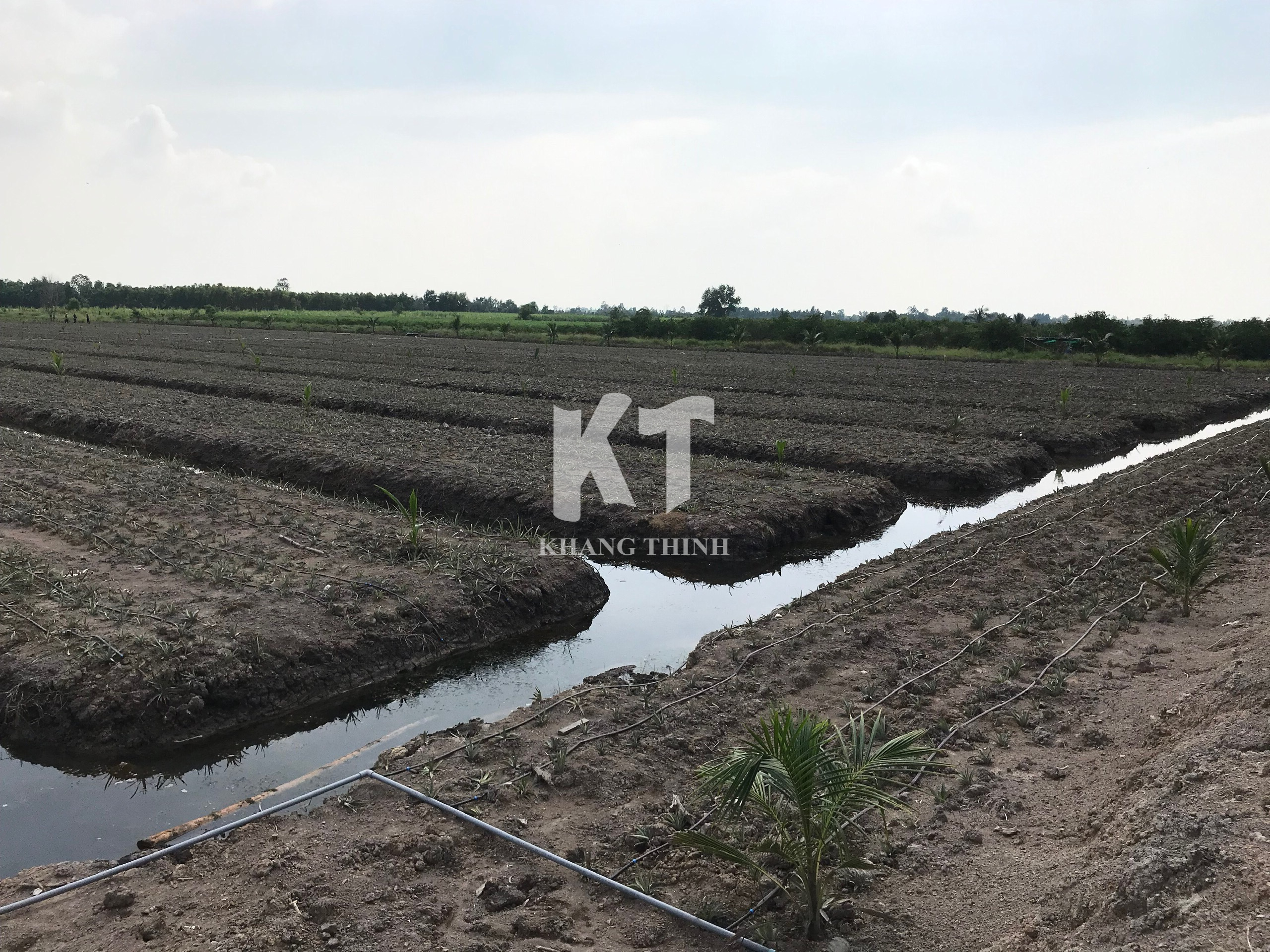Hệ Thống Tưới Nhỏ Giọt Cho Cây Dứa (Khóm) - Long An