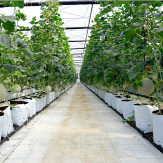 Tưới nhỏ giọt giá thể