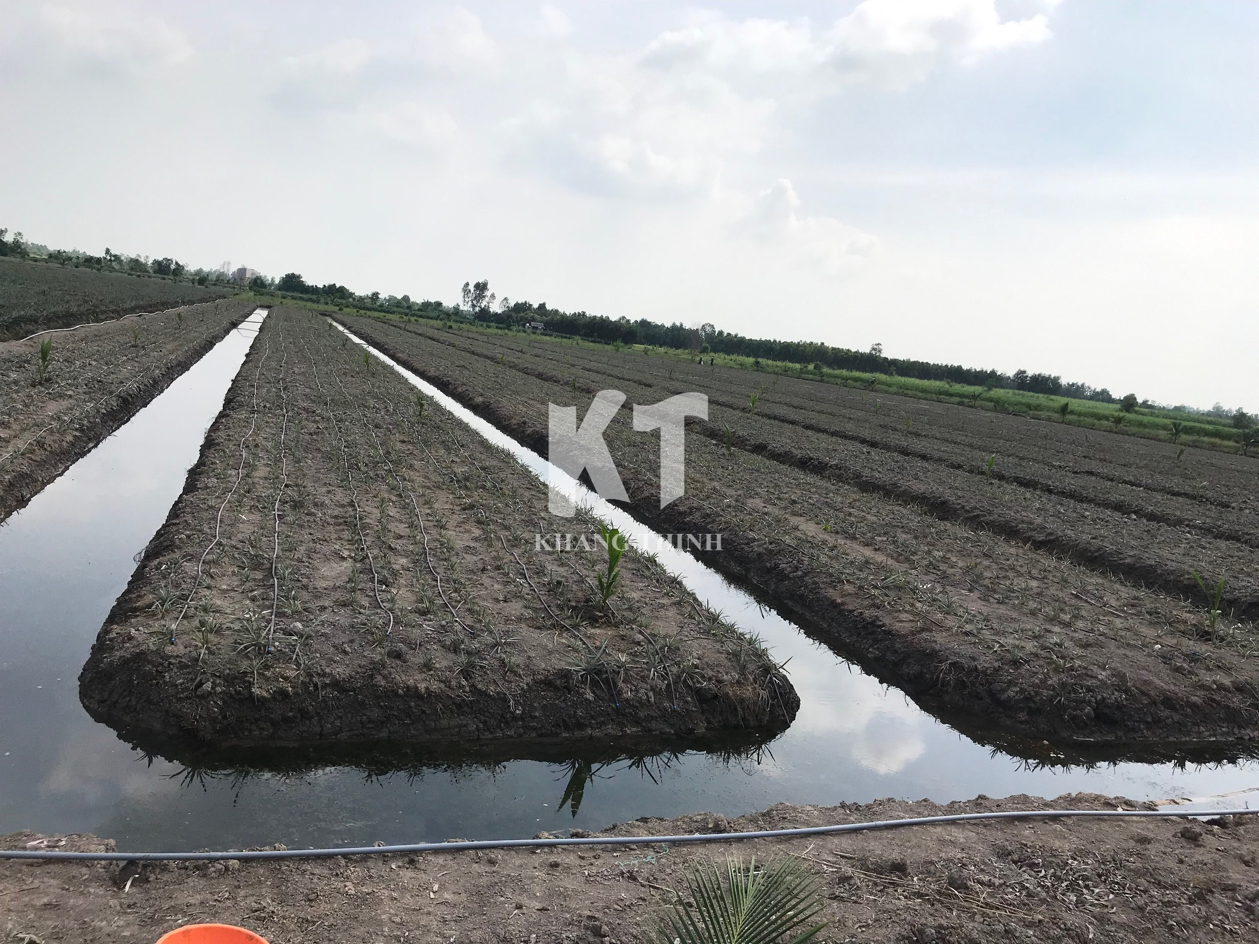 Hệ Thống Tưới Nhỏ Giọt Cho Cây Dứa (Khóm) - Long An