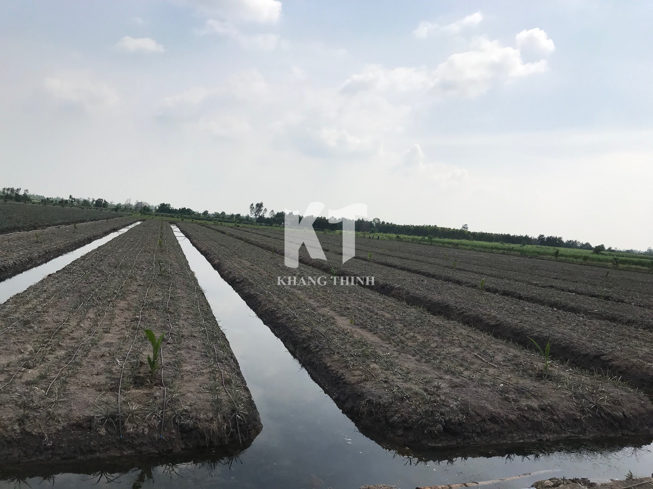 Hệ Thống Tưới Nhỏ Giọt Cho Cây Dứa (Khóm) - Long An