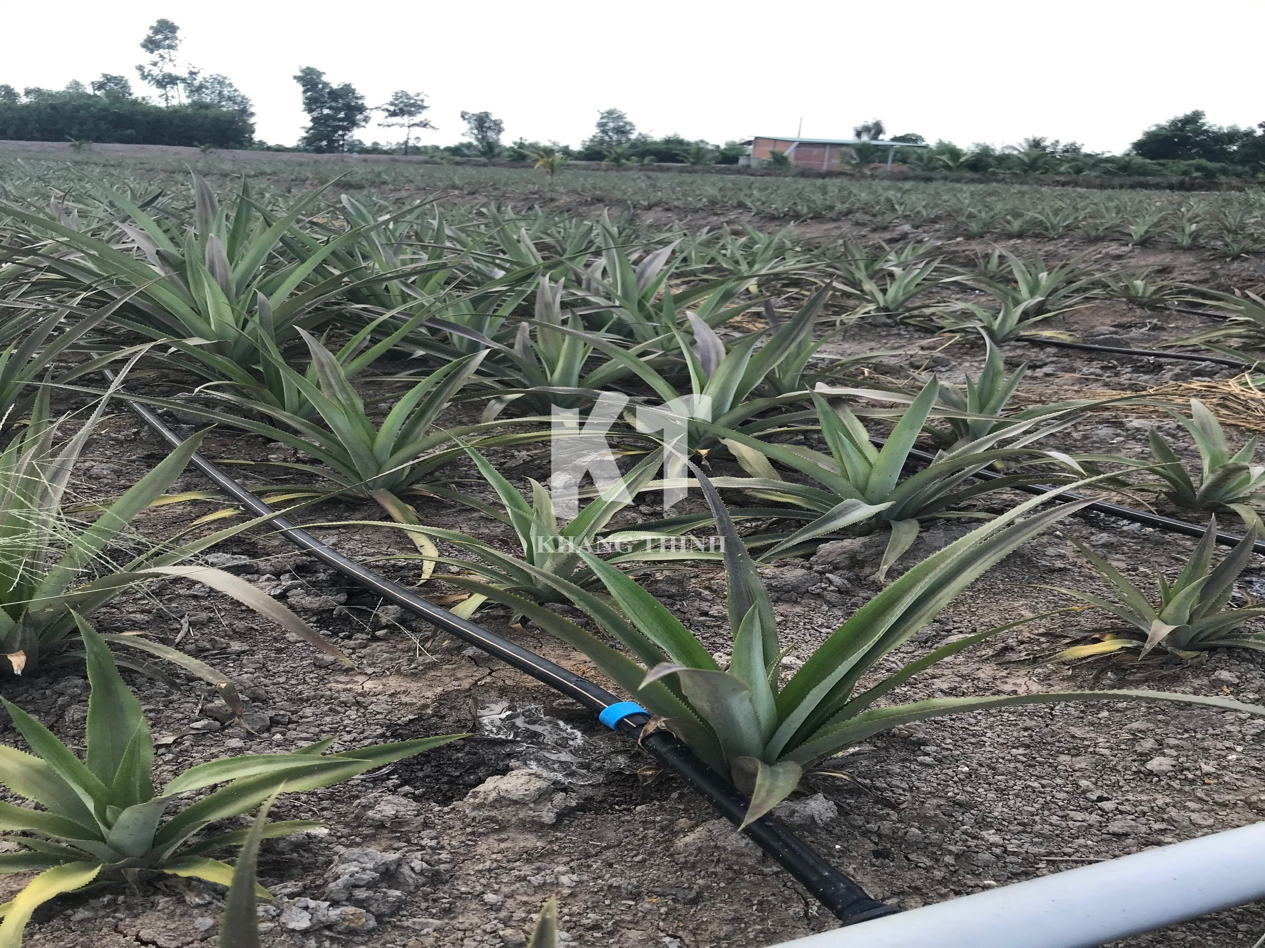 Hệ Thống Tưới Nhỏ Giọt Cho Cây Dứa (Khóm) - Long An
