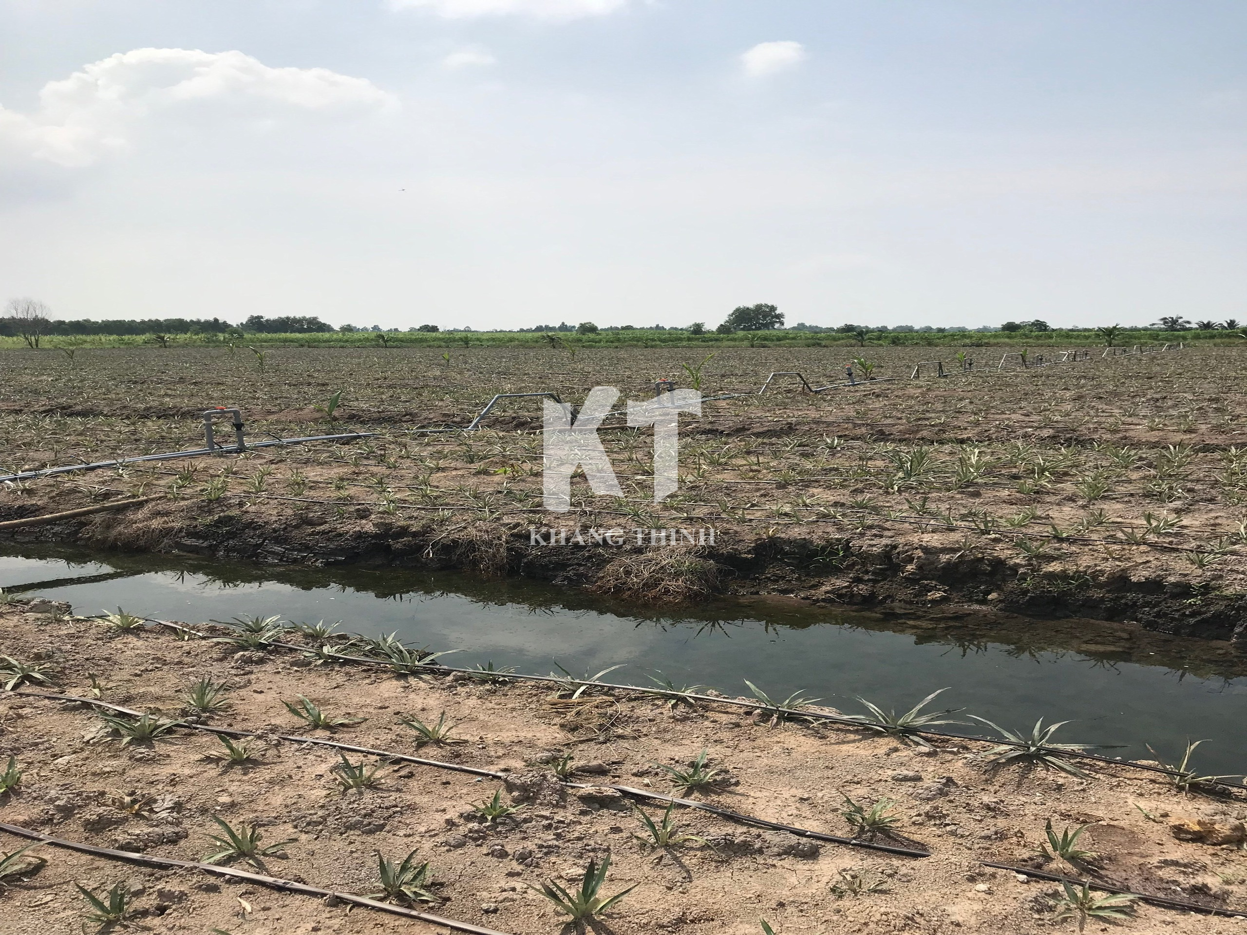 Hệ Thống Tưới Nhỏ Giọt Cho Cây Dứa (Khóm) - Long An