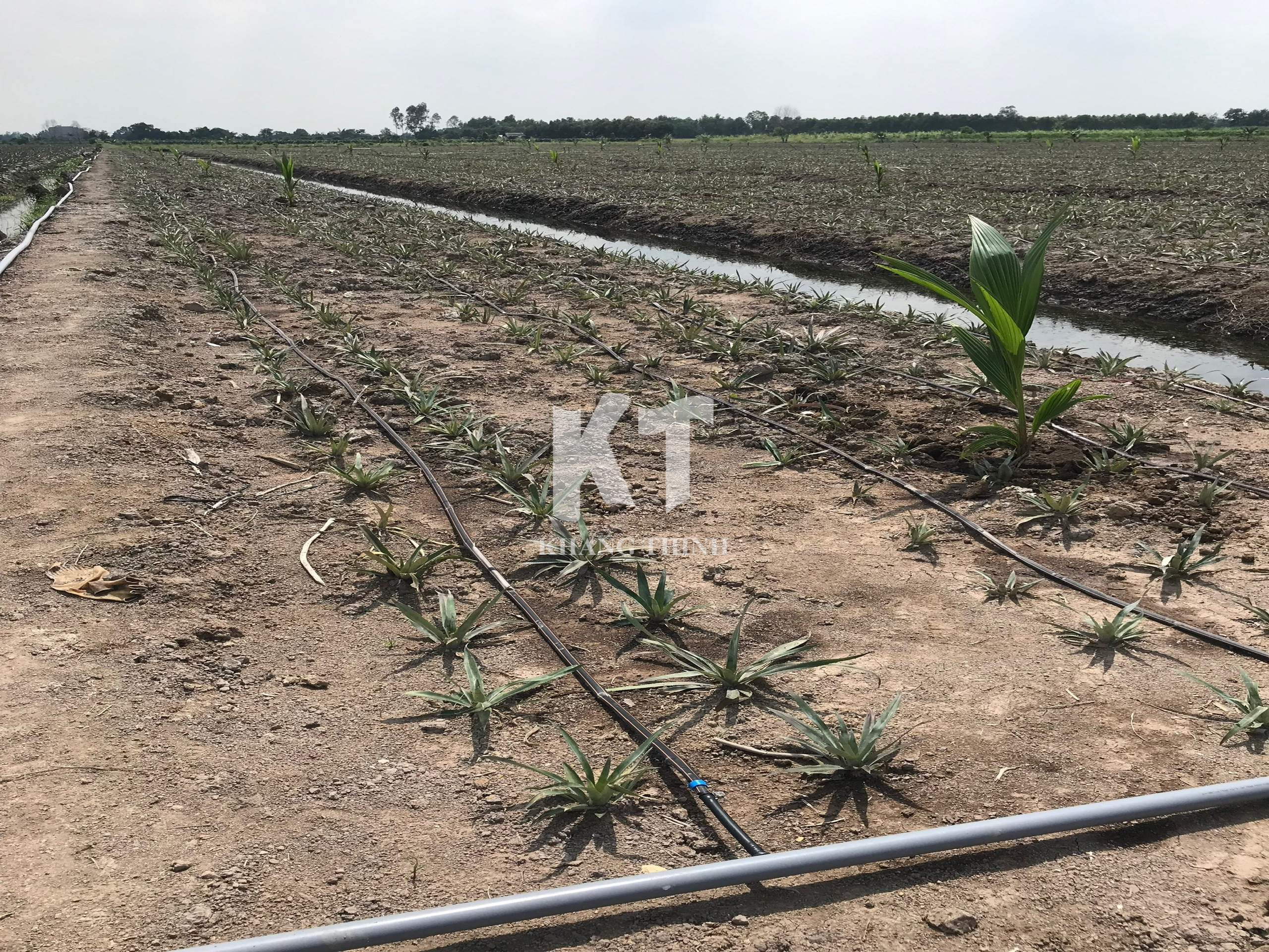 Hệ Thống Tưới Nhỏ Giọt Cho Cây Dứa (Khóm) - Long An