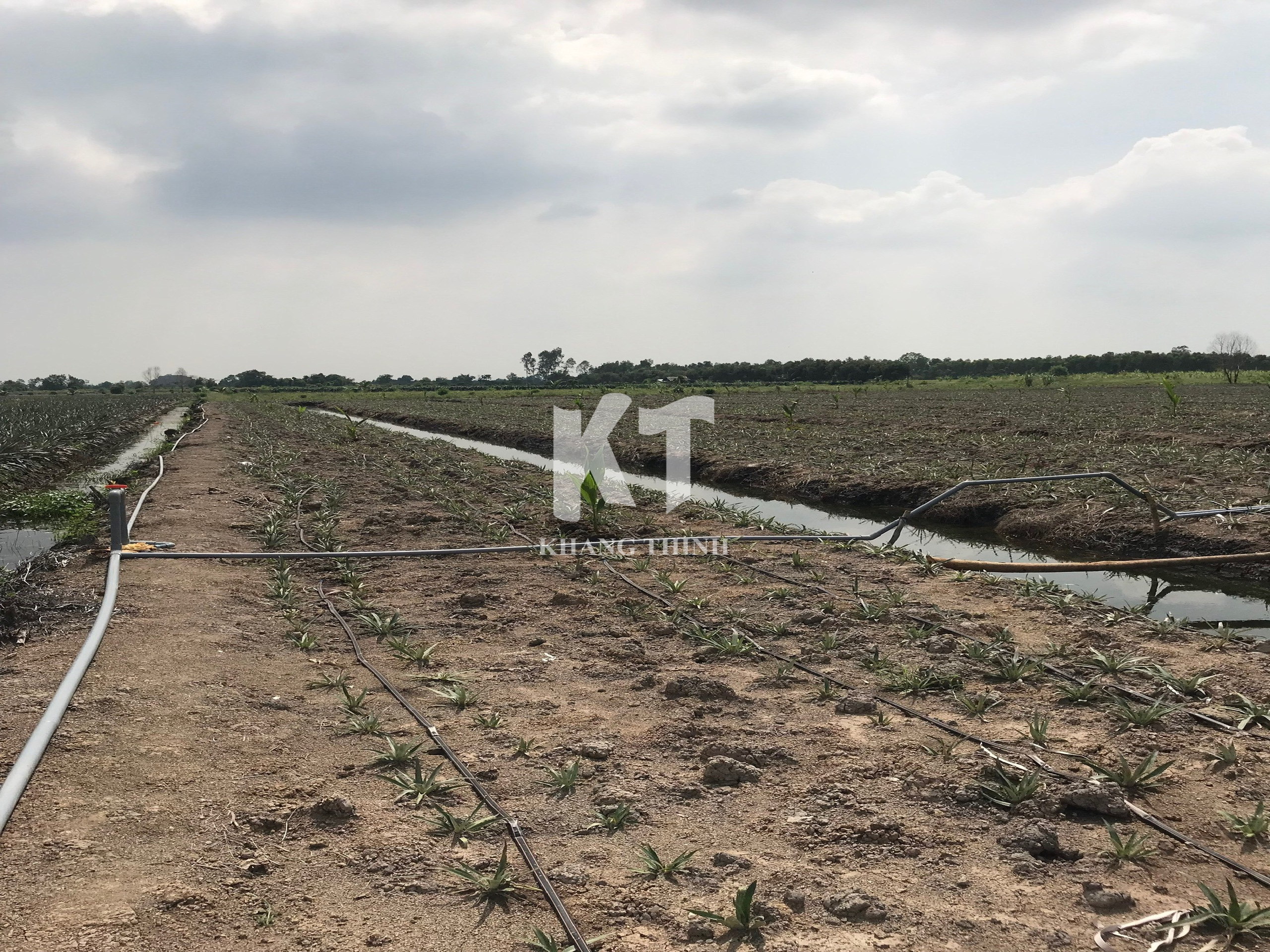 Hệ Thống Tưới Nhỏ Giọt Cho Cây Dứa (Khóm) - Long An