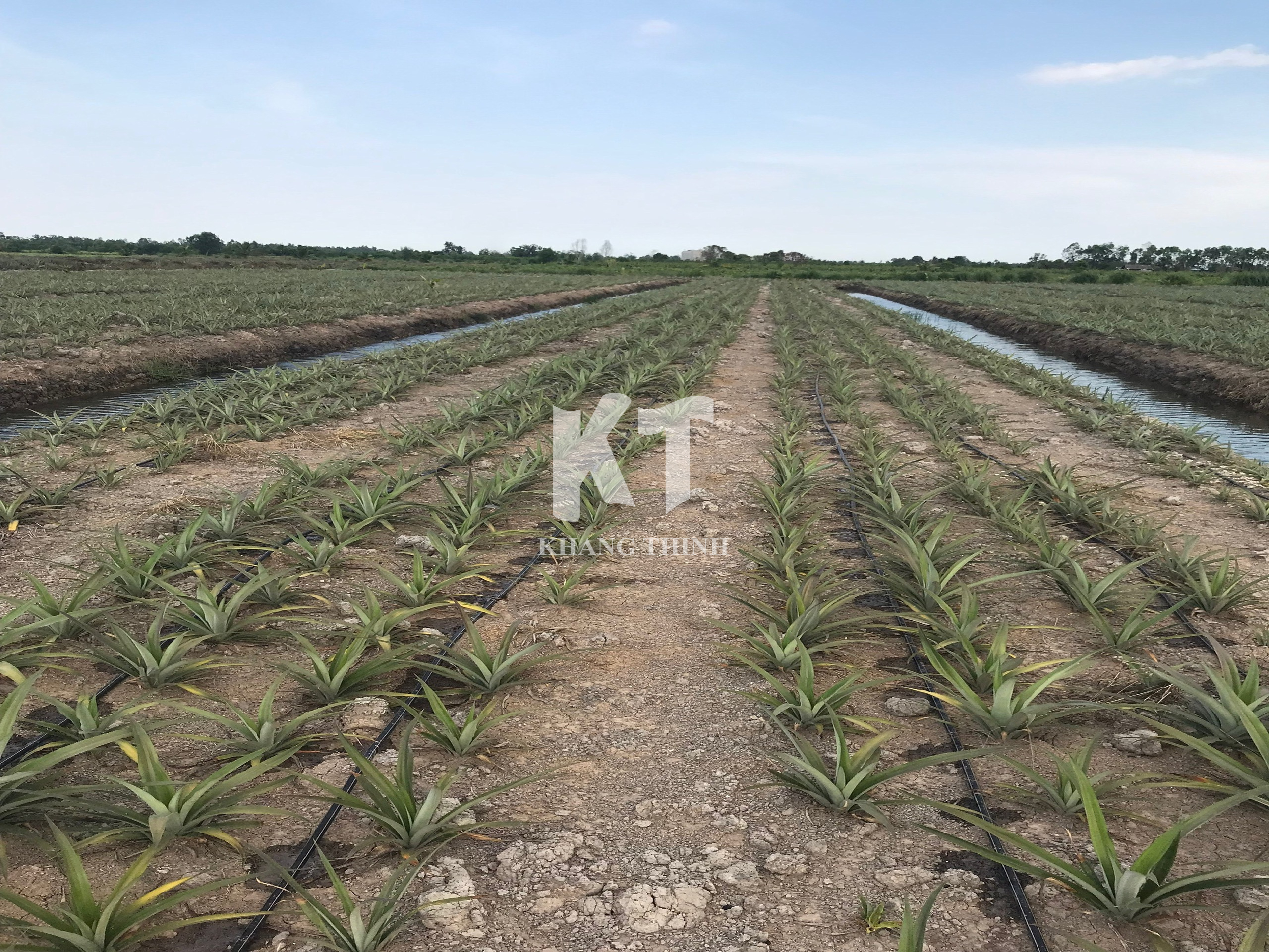 Hệ Thống Tưới Nhỏ Giọt Cho Cây Dứa (Khóm) - Long An