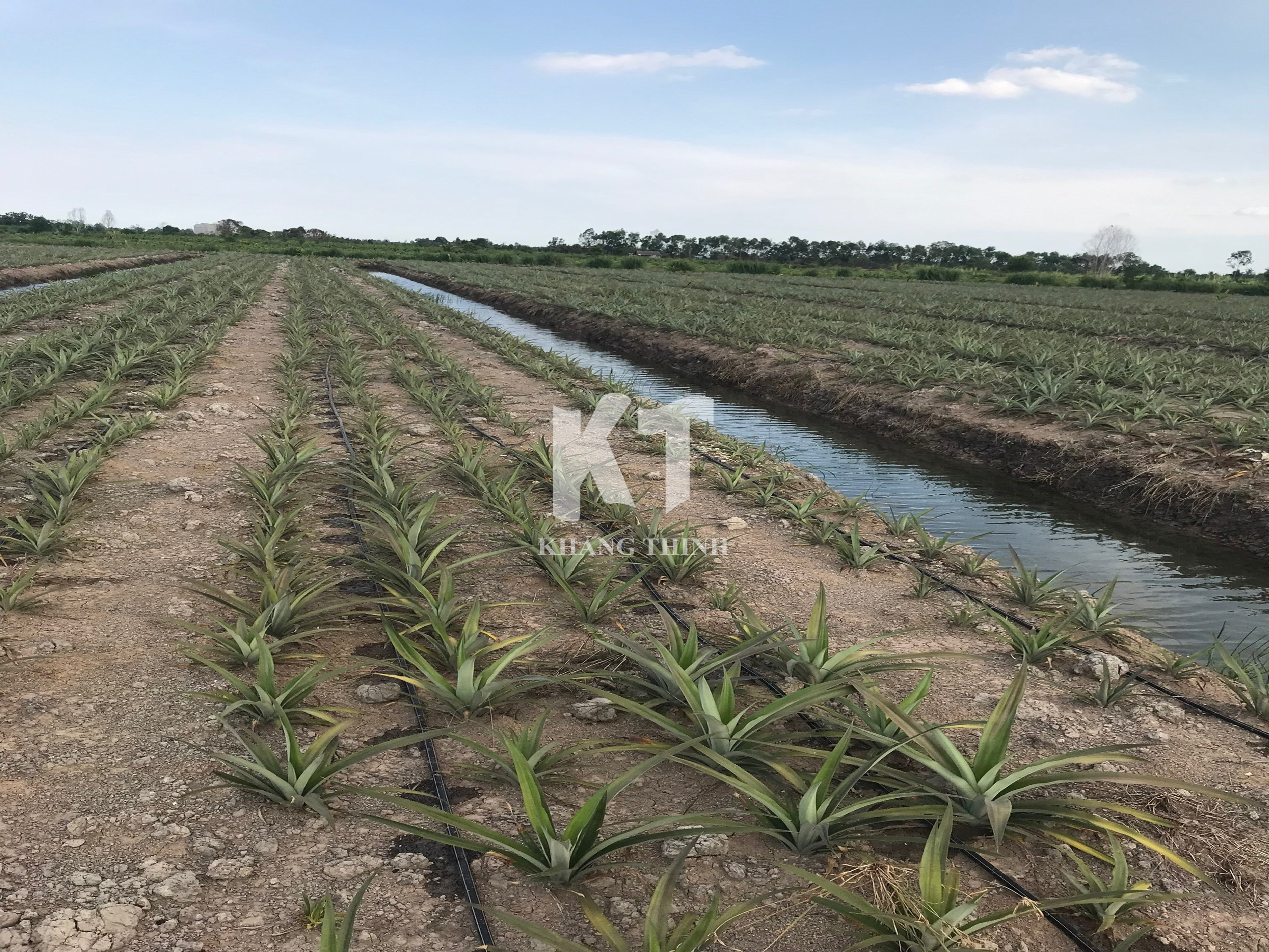Hệ Thống Tưới Nhỏ Giọt Cho Cây Dứa (Khóm) - Long An