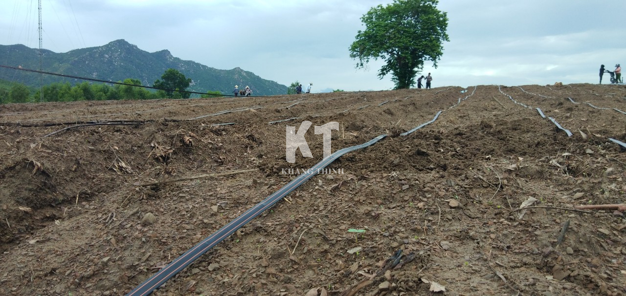 Hệ Thống Tưới Nhỏ Giọt Cho Dứa MD2 - Khánh Hòa