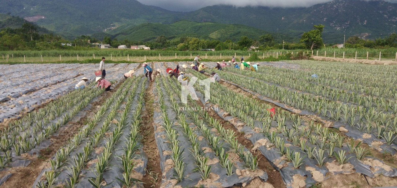 Hệ Thống Tưới Nhỏ Giọt Cho Dứa MD2 - Khánh Hòa