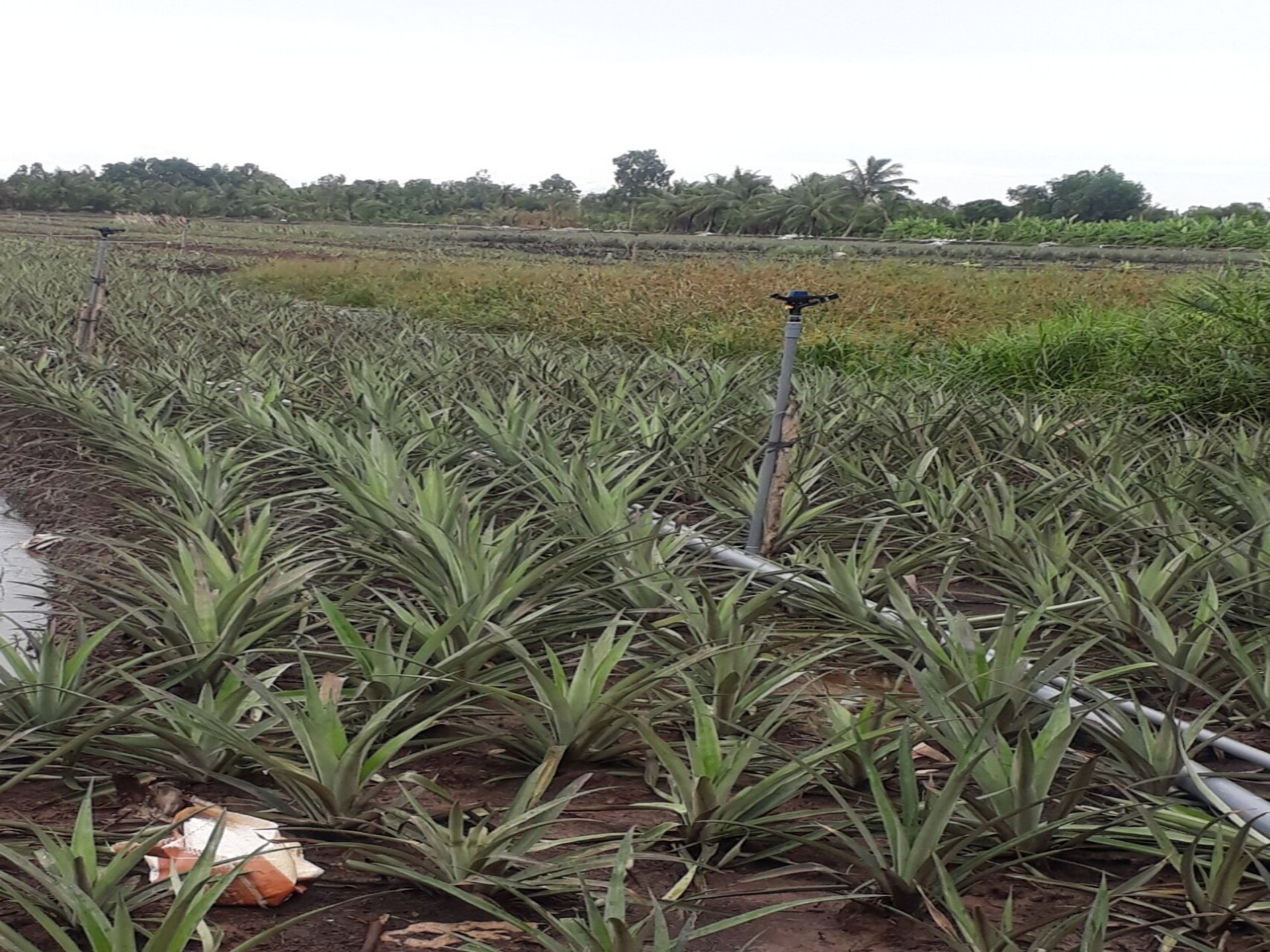 Dự Án Khu Vực Nam Bộ