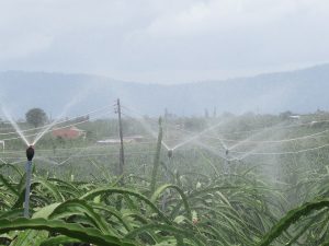Nhu cầu nước tưới cho cây thanh long