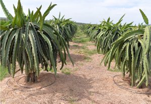 Các Giải pháp tưới cho Cây Thanh Long