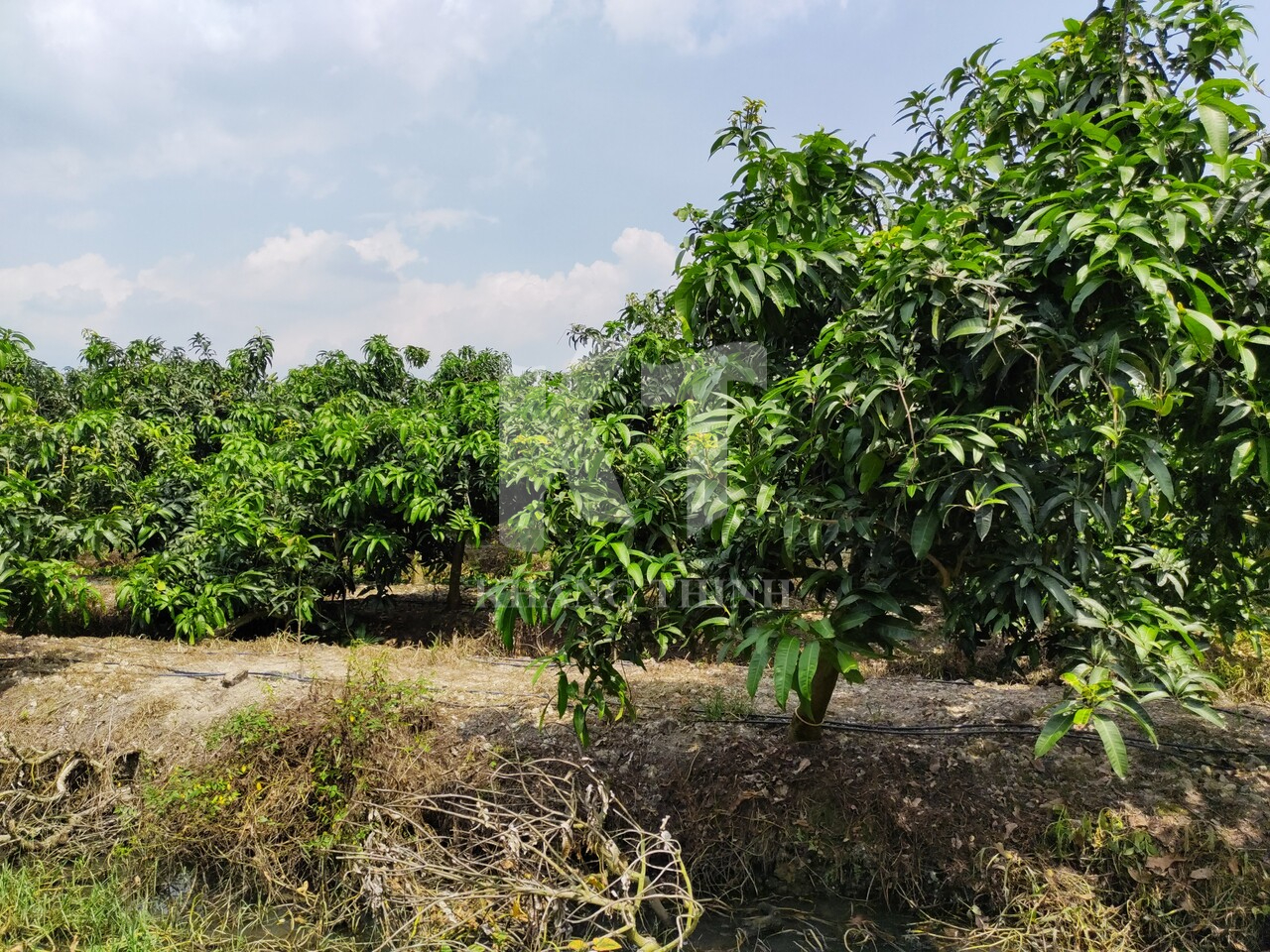 MH trồng xoài ag