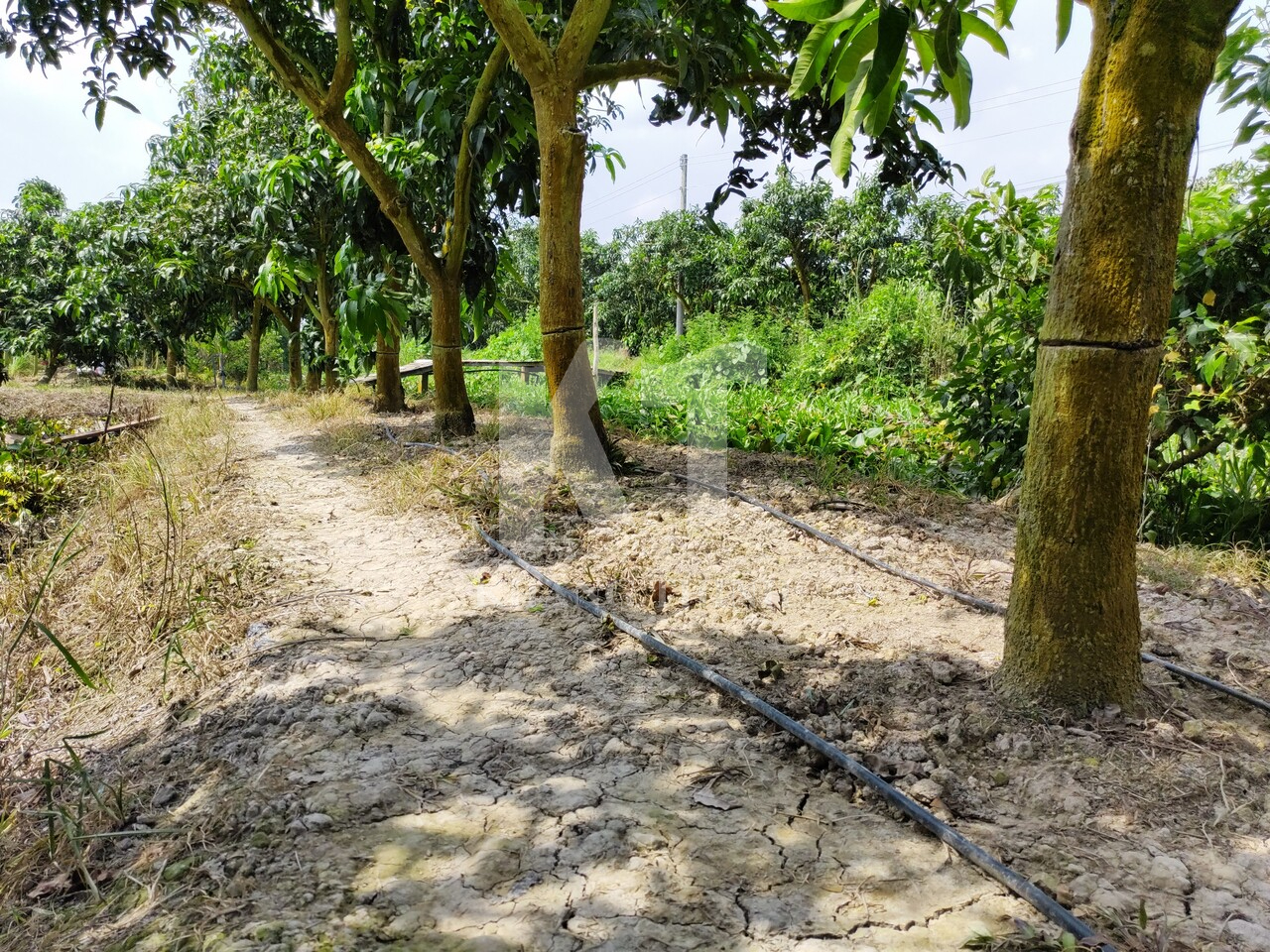 MH trồng xoài ag