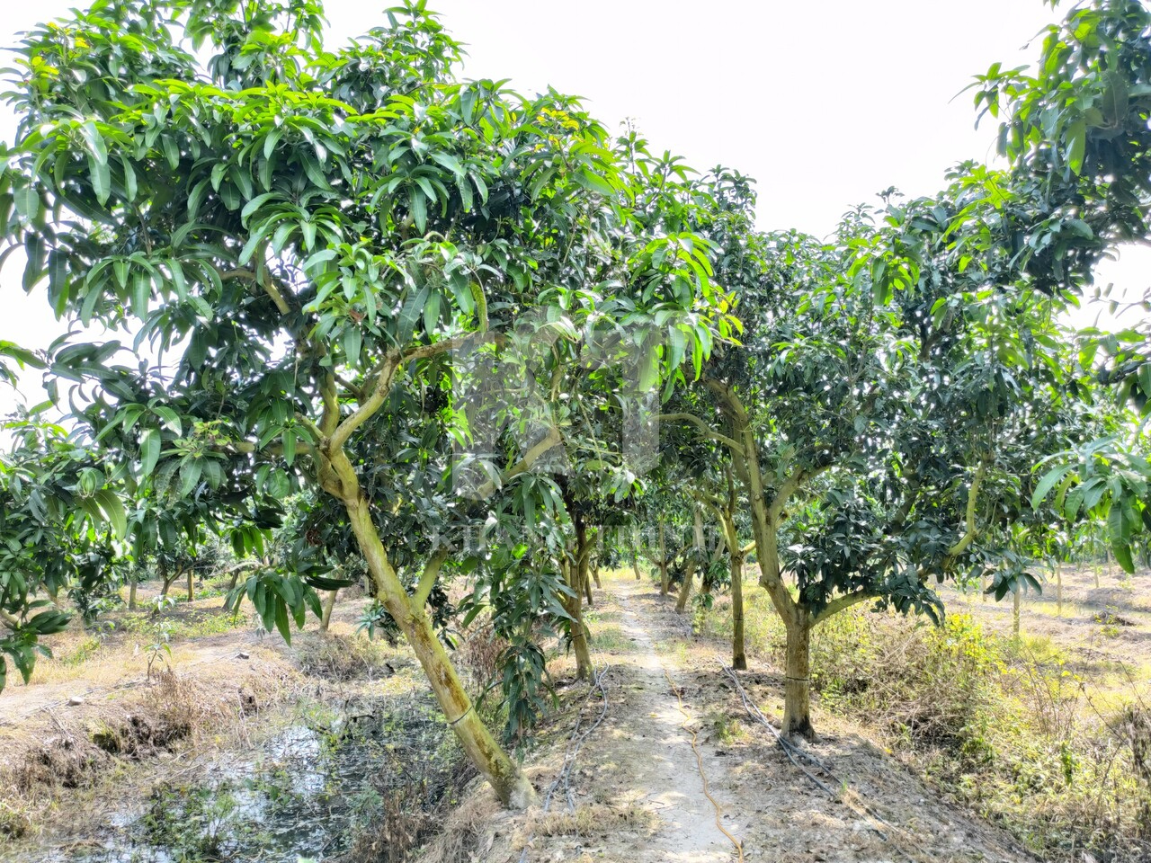 Dự Án Khu Vực Nam Bộ