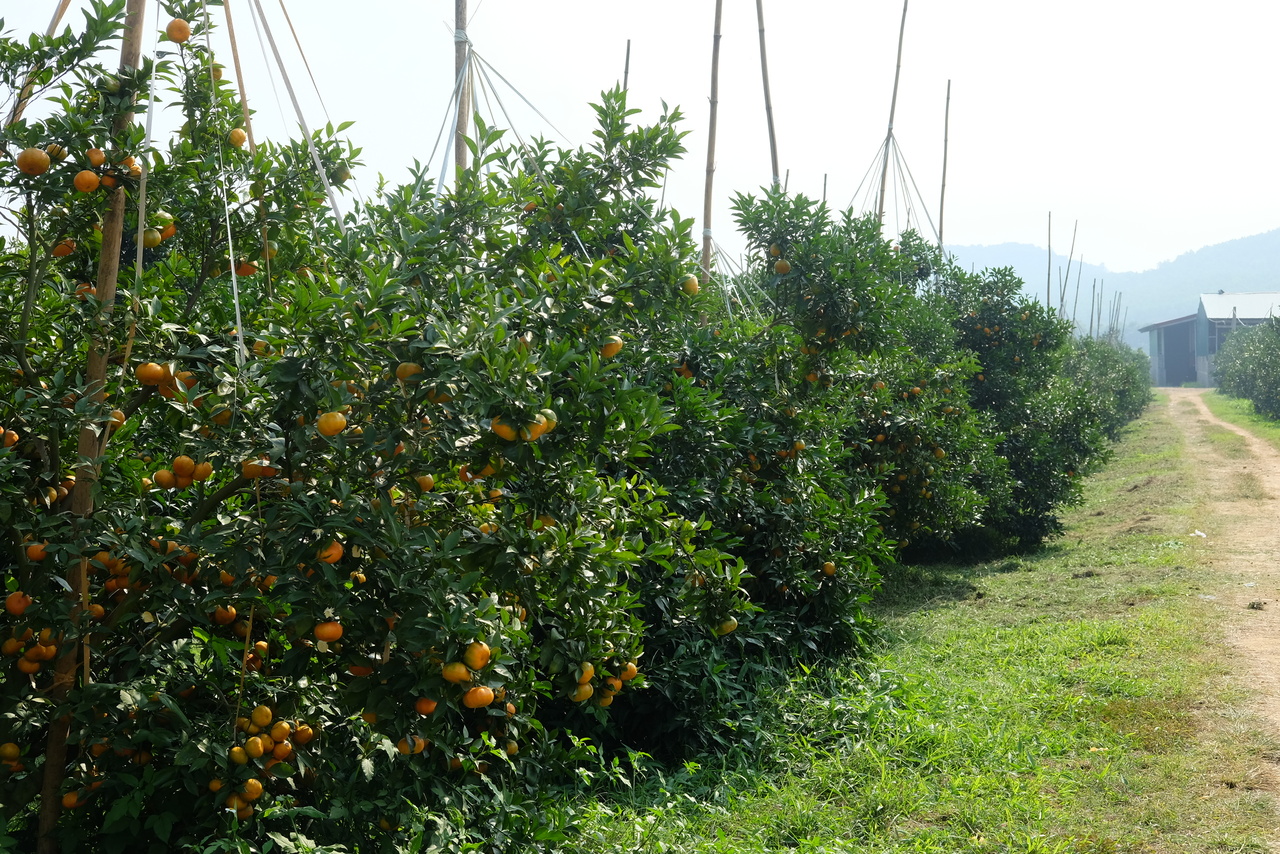 Hệ thống tưới nhỏ giọt Cây Cam Đường Canh - Thanh Hóa