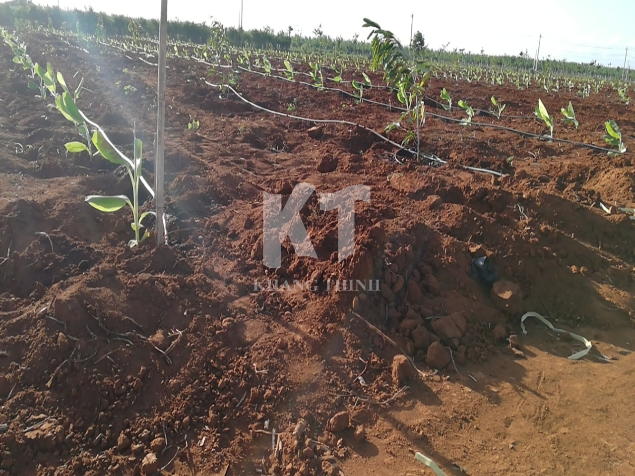 Hệ Thống Tưới Nhỏ Giọt Cho Cây Chuối DRI - Đắk Lắk