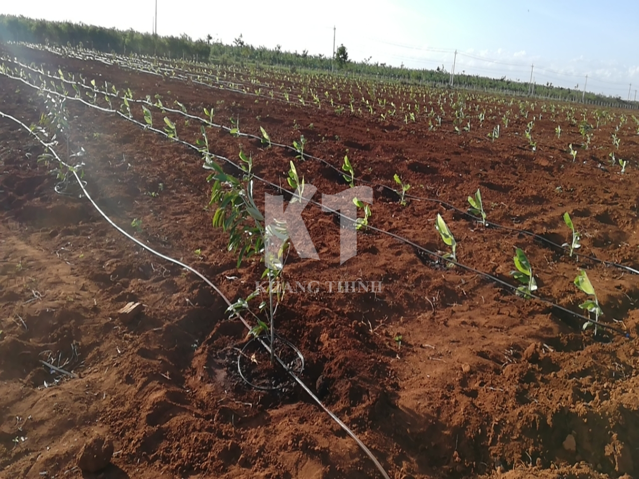 Hệ Thống Tưới Nhỏ Giọt Cho Cây Chuối DRI - Đắk Lắk