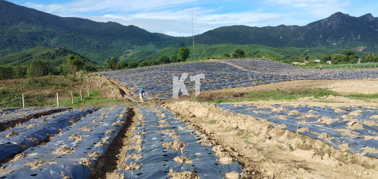 Hệ Thống Tưới Nhỏ Giọt Cho Dứa MD2 - Khánh Hòa