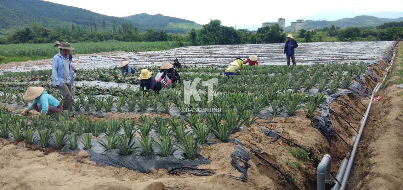 Hệ Thống Tưới Nhỏ Giọt Cho Dứa MD2 - Khánh Hòa