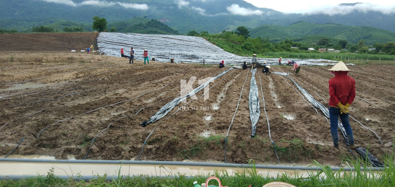 Hệ Thống Tưới Nhỏ Giọt Cho Dứa MD2 - Khánh Hòa