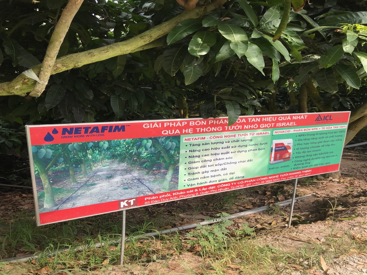MH trồng xoài ag