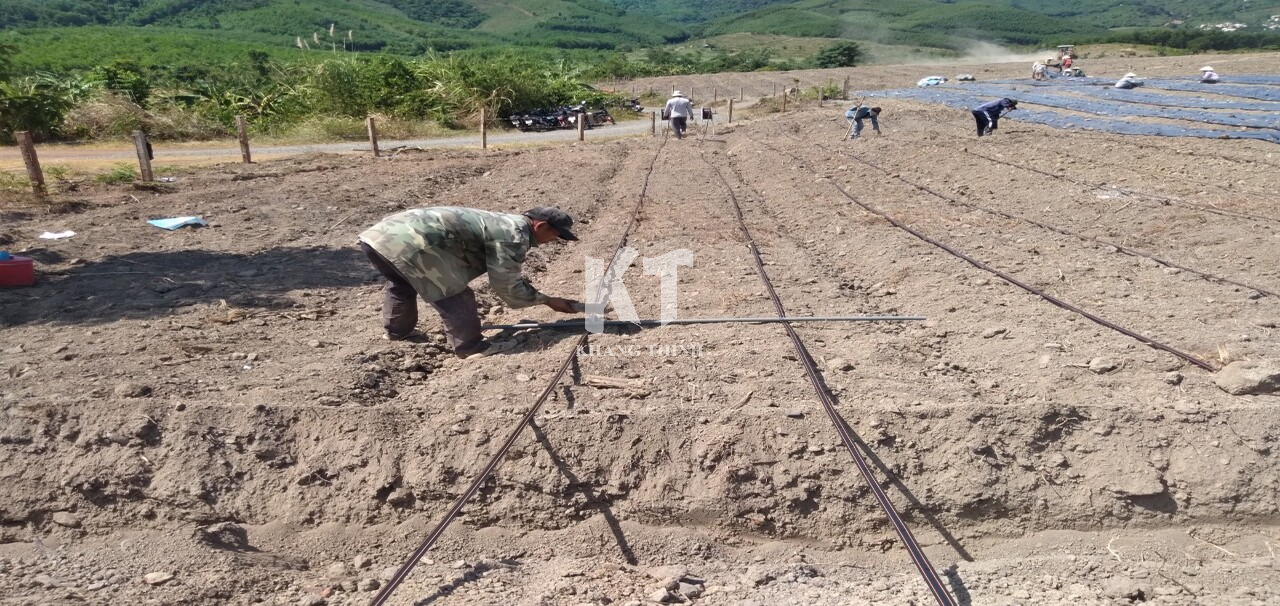 Hệ Thống Tưới Nhỏ Giọt Cho Dứa MD2 - Khánh Hòa