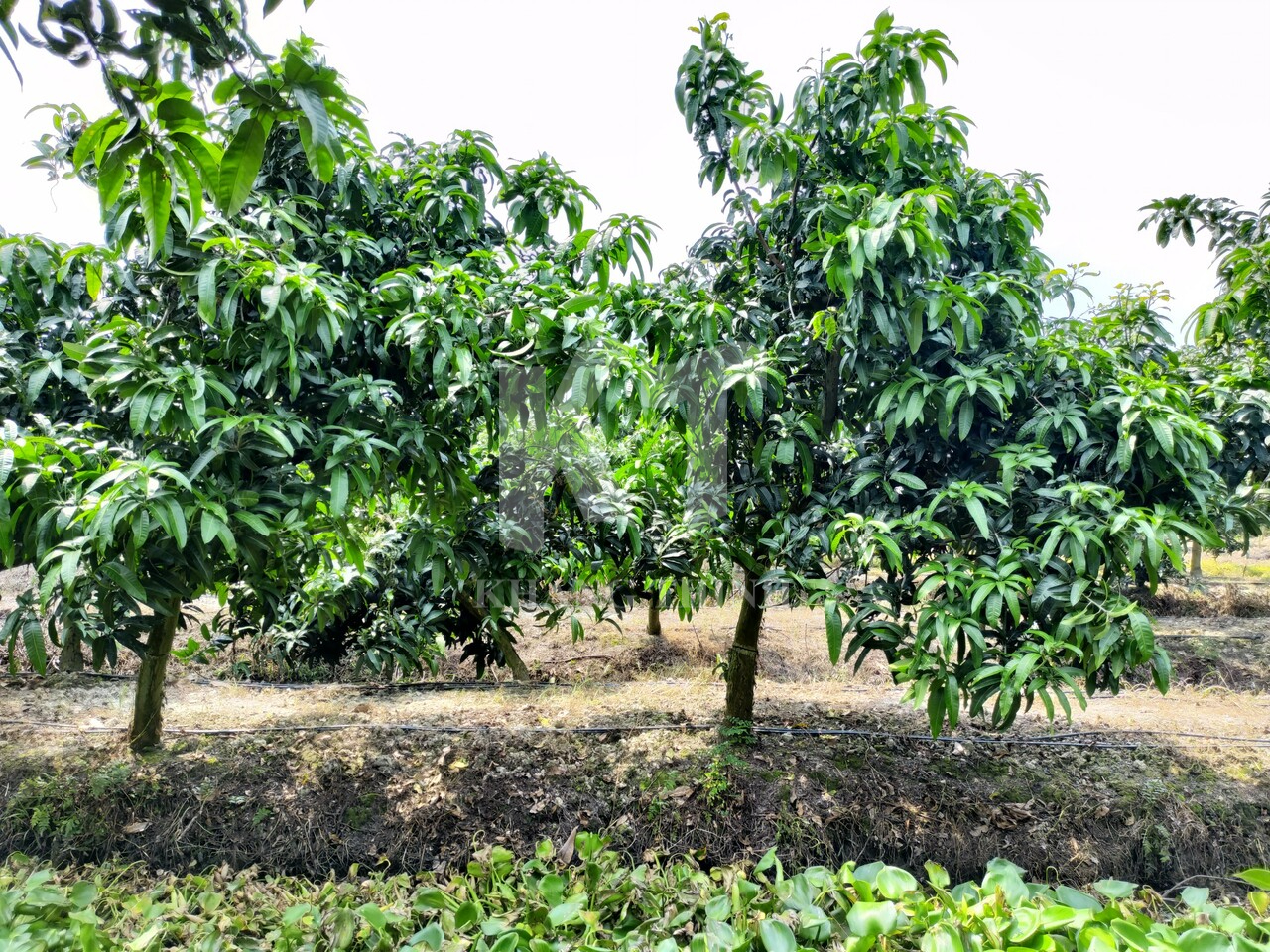 MH trồng xoài ag