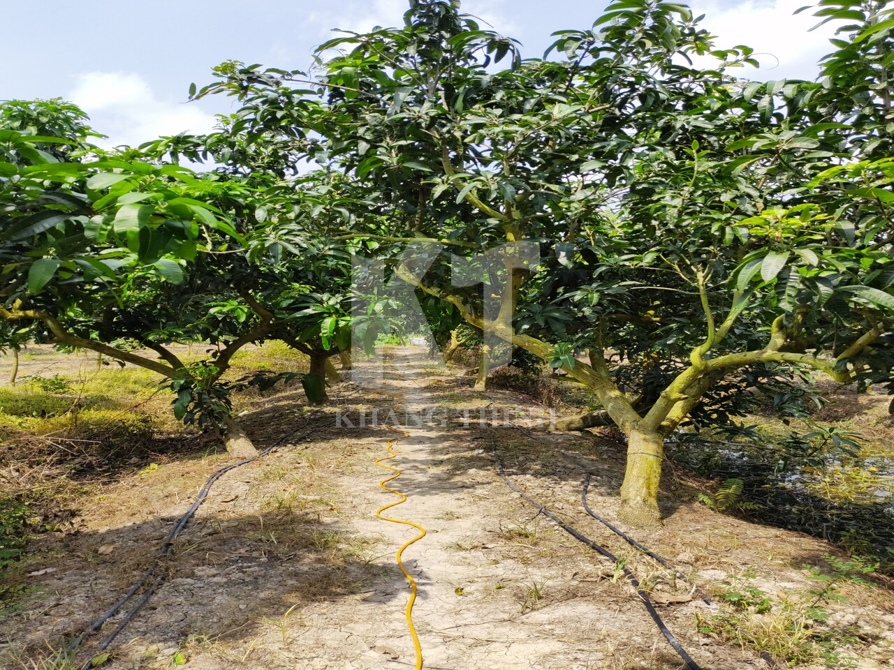 MH trồng xoài ag