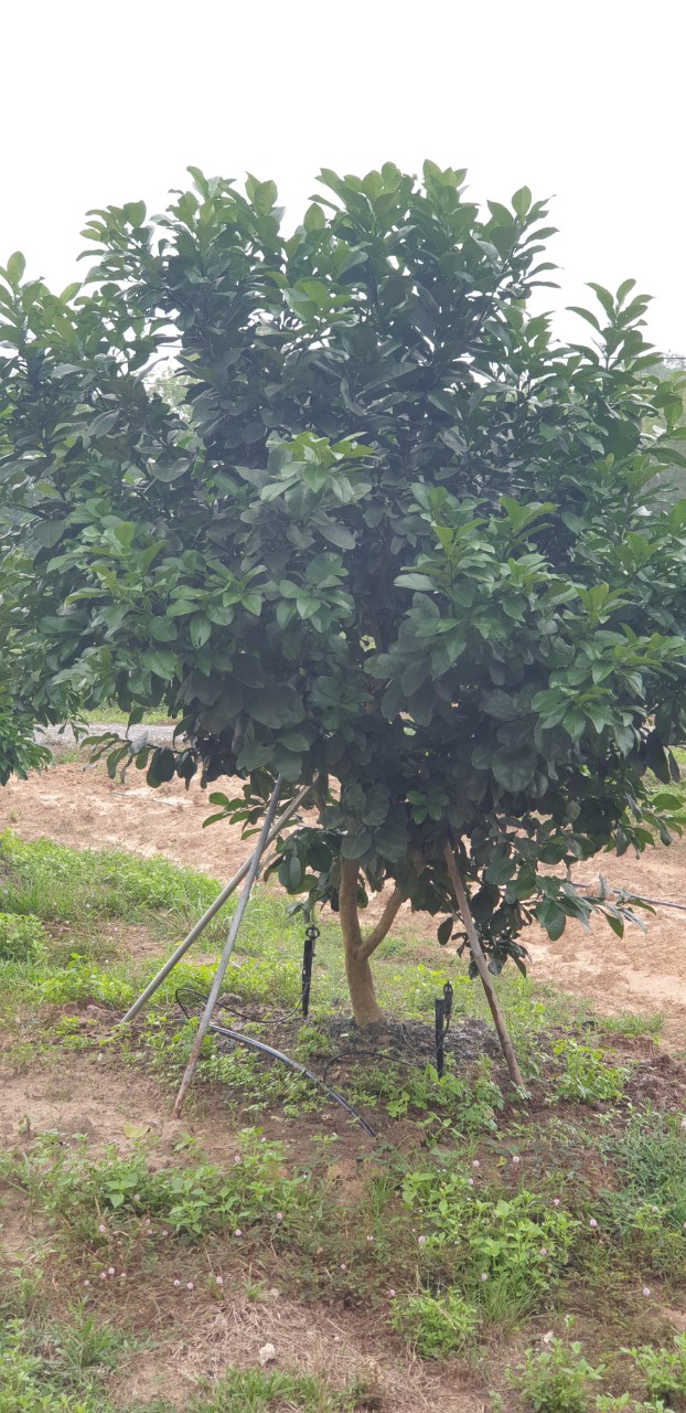 Hệ thống tưới cây có múi