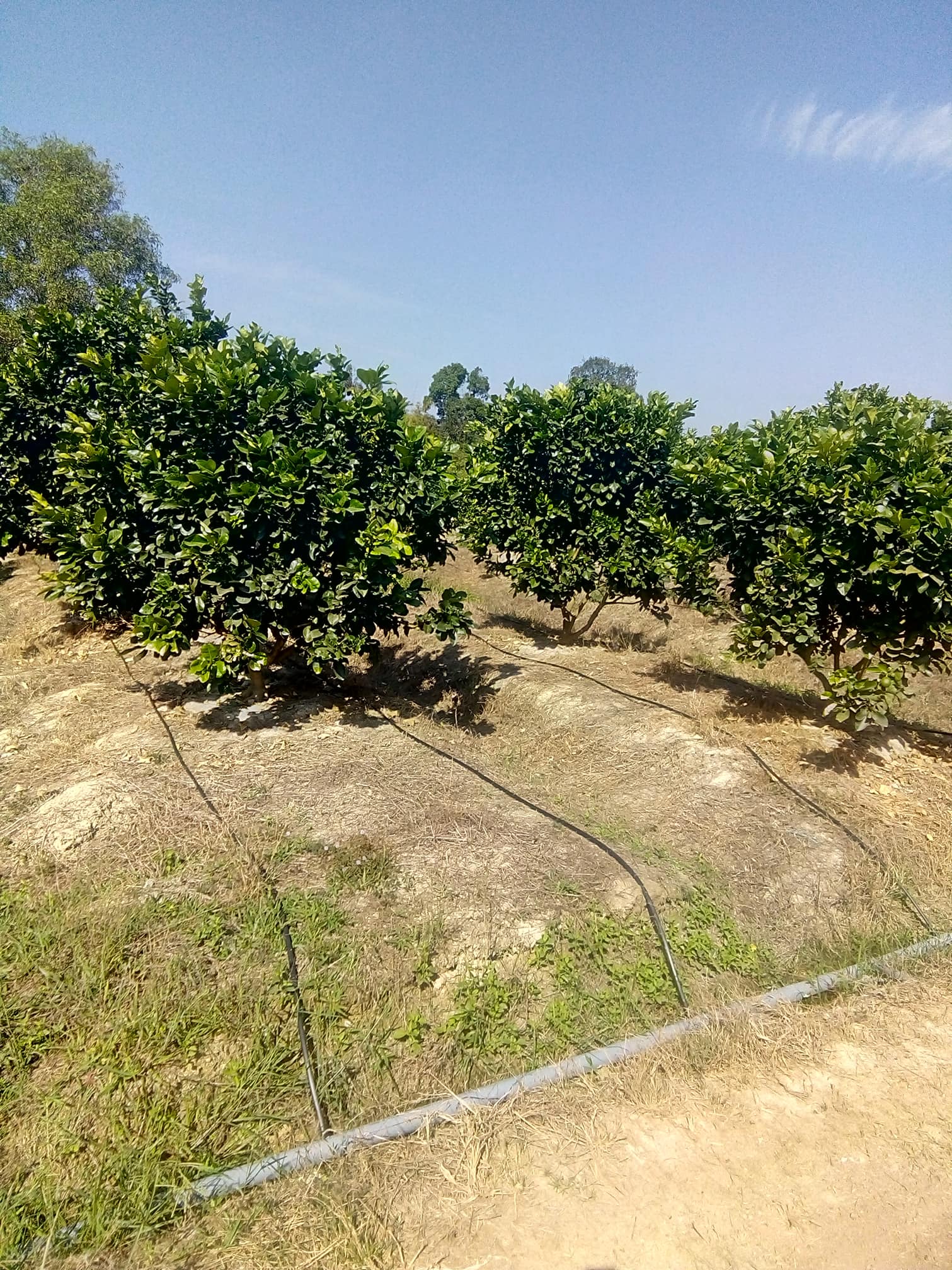 Hệ thống tưới cây có múi