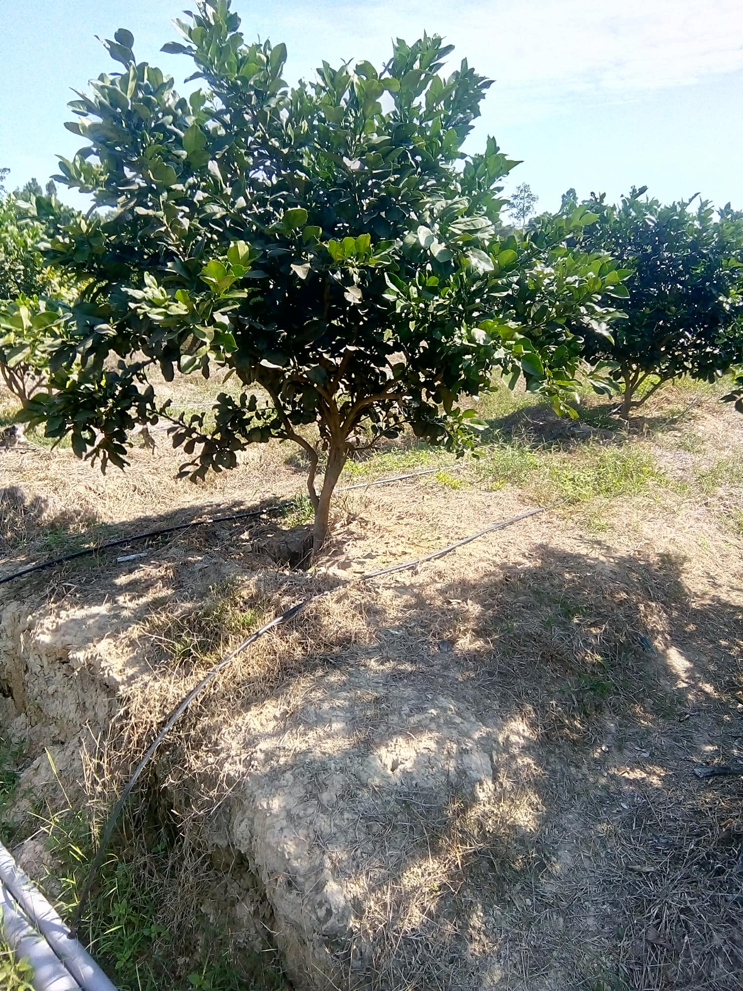 Hệ thống tưới cây có múi