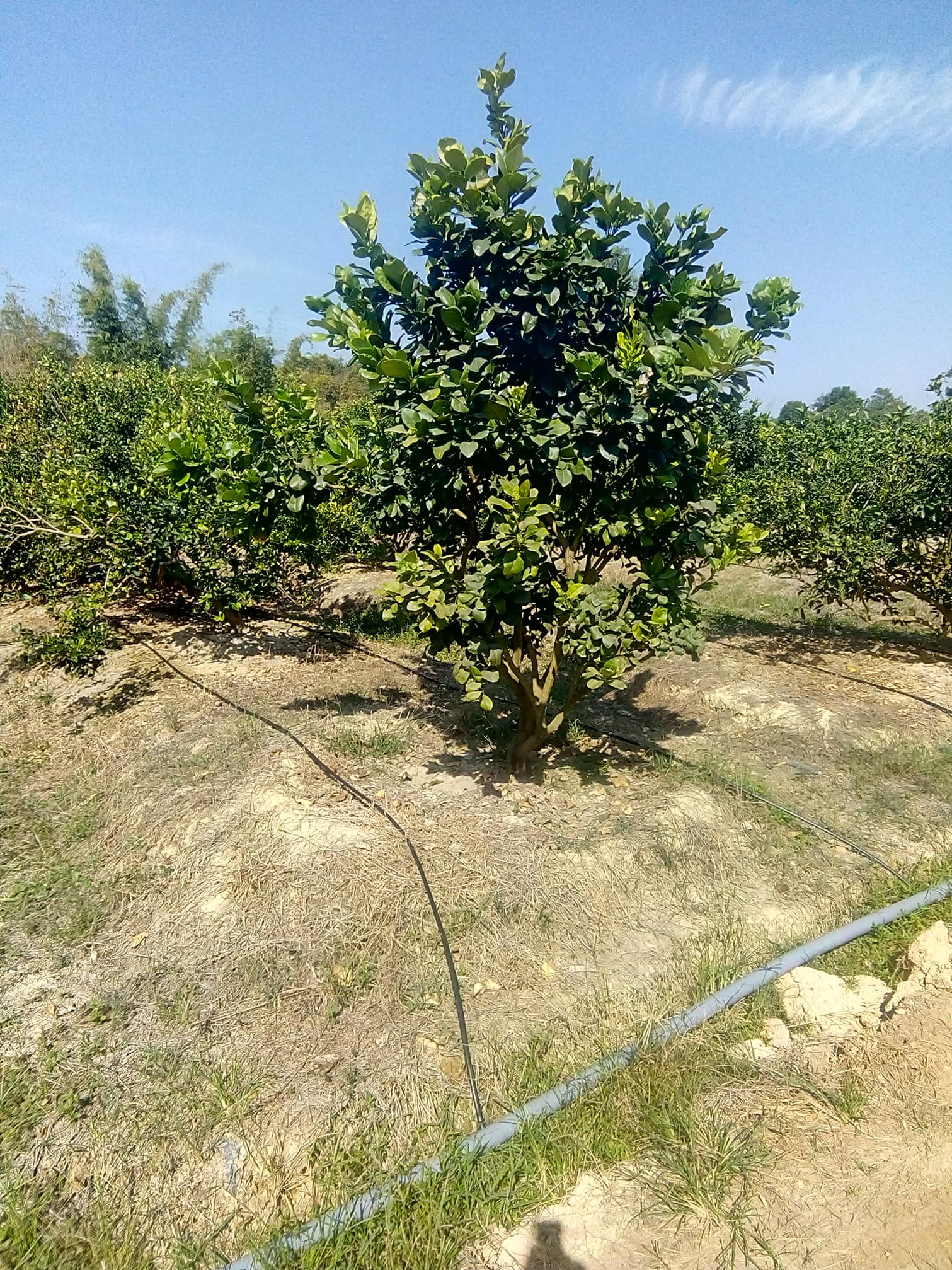 Hệ thống tưới cây có múi