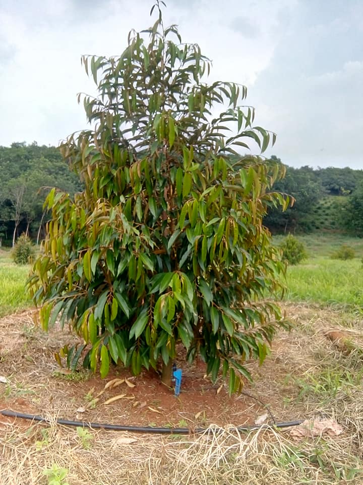 Hệ thống tưới cho cây Sầu Riêng