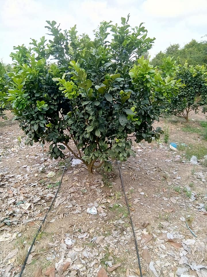 Hệ thống tưới cây có múi