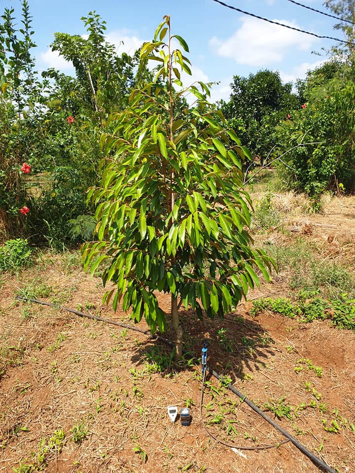 Hệ thống tưới cho cây Sầu Riêng