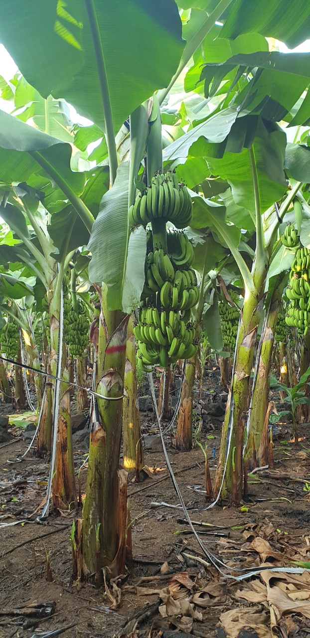 Hệ thống tưới cho cây Chuối - Đồng Nai