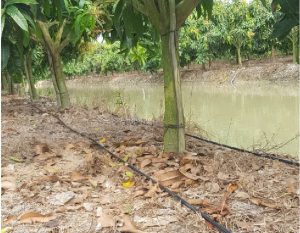 Tưới Nước Cho Cây Xoài 2 01
